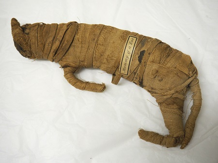 web-mummified-rat-c-museums-worcestershire